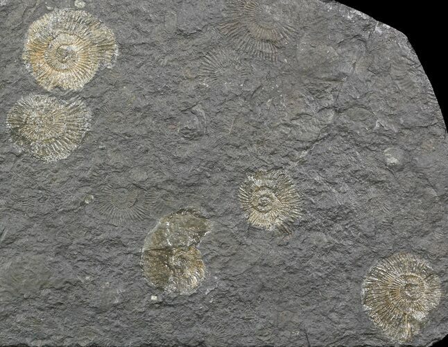 Dactylioceras Ammonite Cluster - Posidonia Shale #52909